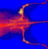 Rat3